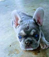 French bulldog puppies with blue eyes. Just A Blue Eye French Bulldog Puppy Aww