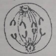 Bahkan, sebelum terbentuk calon anak di dalam rahim, mekanisme ini sudah dimulai. Rangkuman Materi Contoh Soal Pembelahan Sel Pembahasan