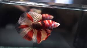 Descubre la mejor forma de comprar online. Fancy Nemo Koi Halfmoon Hm Male Betta Fish Youtube