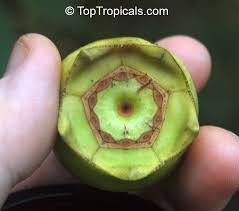 Image result for Bellucia pentamera