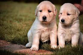 Golden retrievers of idaho has puppies for sale on akc puppyfinder standard bronze bronze gold gold platinum platinum silver silver standard be_ixf; Boise Now Your Dog S Poop Can Get You Evicted