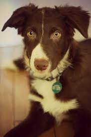 Border Collie Red And White Could Be One Of Benny S Siblings Animals Beautiful Border Collie Kitten Love