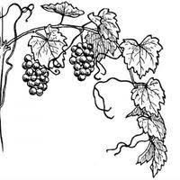 Cartes à colorier, étui de crayons de couleurs. 36 Idees De Dessins Vignes Dessin De Vigne Etiquette Vin Vin Bordeaux
