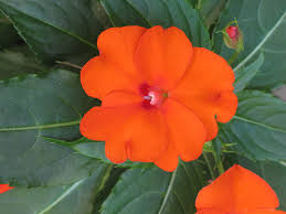 Image result for Impatiens irvingii