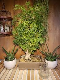 Image result for Polyscias fruticosa