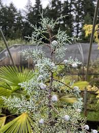 Image result for Cupressus arizonica