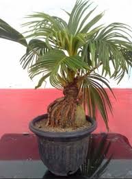 Tips Dan Triks Bagi Anda Pemilik Bonsai Kelapa Bibit Online