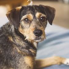 Vorwurf Genauso Vorwurfsvoll Wie Unsercharly Mich Anschaut Mochte Ich Gerade Das Leben Anschauen Was Soll Der Mist Ey Langt Es Nicht Dass Du K Animals Dogs