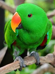 There are so many choices, so little time. Pittwater Animal Hospital Parrots