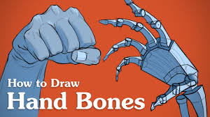 Look at your picture of a human skull. How To Draw Hand Bones Anatomy For Artists Proko