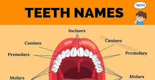 Teeth Names Your Teeth And The Structure Of Your Mouth Play Important Roles In Your Ability To Eat Speak And Stay He Human Teeth Teeth How To Stay Healthy