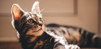Mengukus cara berikutnya adalah dengan mengukus, biasanya menggunakan dandang dann kukusan. Dasar Dasar Seputar Anak Kucing Cara Menjaga Kesehatan Anak Kucing Anda