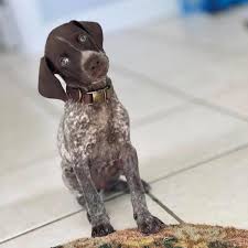 Find german wirehaired pointer puppies for sale with pictures from reputable german wirehaired pointer breeders. Creek Bound German Shorthair Pointers Posts Facebook
