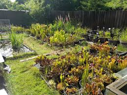 Check spelling or type a new query. Sarracenia Outdoor Cultivation In Denmark Sarracenia Carnivorous Plants Uk