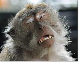monkey with sadness face funny image monkeys funny funny monkey pictures funny animal faces