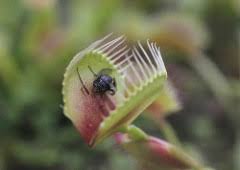 Venus Flytrap Habitat Diet Adaptations Video Lesson