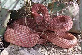 Western Coachwhip Masticophis Flagellum Testaceus Cobras Animais Exoticos Animais