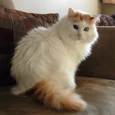 Anda dapat mendownload, memodifikasi, mendistribusikan, dan. Background Kucing Van Lengkap