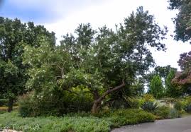 Players may plant a willow seed into a plant pot with a gardening trowel to get a willow seedling, after using a watering can to water the seedling, players will have to wait until it grows into an willow sapling. Poisonous Trees And Plants Lee Ann Torrans Gardening
