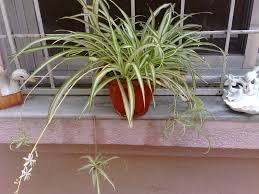 Image result for Chlorophytum macrophyllum