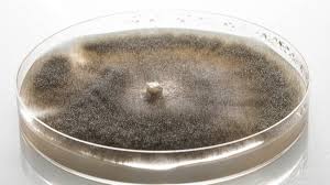 Image result for Botrytis cinerea