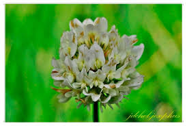 Image result for Trifolium wentzelianum