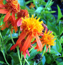 Image result for Pseudogynoxys