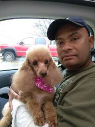 Celebrating a Bernese Mountain Dog's Birthday