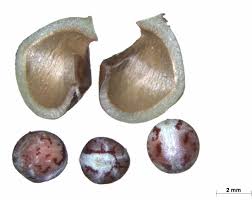 Image result for Euphorbia guerichiana