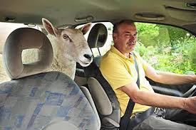 Και μην ξεχνάμε το κεφαλάκι που αποτελούσε παραδοσιακά μία από τις λιχουδιές της κουζίνας μας. Ma Phgainw To Arni Moy Bolta Leei A8hnaios Sta Diodia To Batraxi