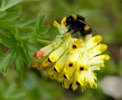 Image result for Corydalis mildbraedii