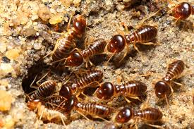 It is recommended that you have your house thoroughly inspected by a pest control professional trained to detect the sometimes subtle signs of termites. Domestic Pest Control Termite Control Termicon
