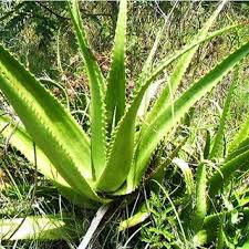 Image result for Aloe christianii