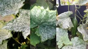 Image result for mildew on cucumbers