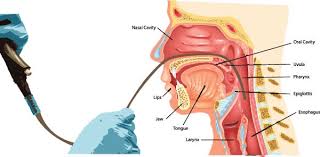 Image result for Neck Exam