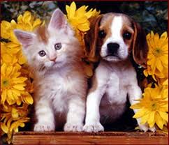 Cute Kitten And Puppy Together Cute Puppies And Kittens Kittens And Puppies Cute Cats And Dogs