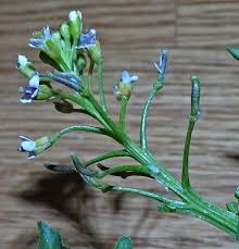 Image result for Nasturtium officinale