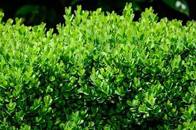 Image result for Ligustrum