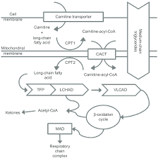 Long Chain Fatty Acid Oxidation Metabolism Note Diagram Of Fatty Acid Download Scientific Diagram