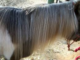 Yeech Is It Lice Or Dandruff How To Diagnose Equine Lice And Get Rid Of Them Horse And Man Dandruff Horse Mane Horse Care
