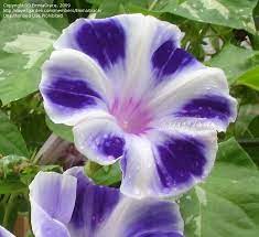 Plantfiles Pictures Japanese Morning Glory Aomurasaki Blizzard Youjiro Ipomoea Nil 1 By Emmagrace Rare Flowers Petunia Flower Climbing Flowers
