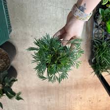 Image result for Actiniopteris