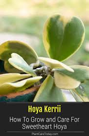 Growing Hoya Kerrii How To Care For Sweetheart Hoya Hoya Plants Cactus House Plants Low Maintenance Indoor Plants