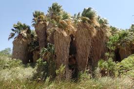 Image result for Washingtonia filifera
