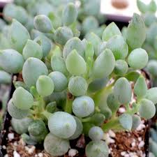 Image result for Senecio forbesii