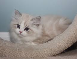 See website for available kittens. The Ragamuffin Kitten Breeders Society Home Facebook