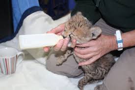 Discover what makes an animal unique and get wildlife conservation tips on our animal facts pages. Hand Raising A Cheetah Cub Animal Fact Guide