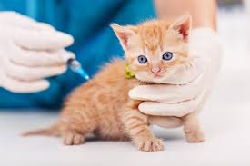 Check spelling or type a new query. Everything You Need To Know About Cat Vaccinations Great Pet Care