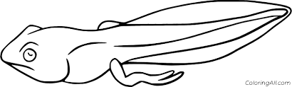 They hop into ponds the moment they develop from an egg. Tadpole Coloring Pages Coloringall