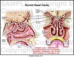 Medivisuals Ear Nose And Throat Ent Anatomy Medical Illustration Exhibits Medical Illustration Medical Knowledge Medical